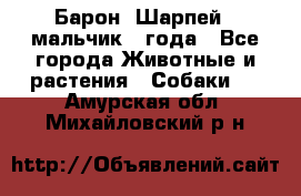 Барон (Шарпей), мальчик 3 года - Все города Животные и растения » Собаки   . Амурская обл.,Михайловский р-н